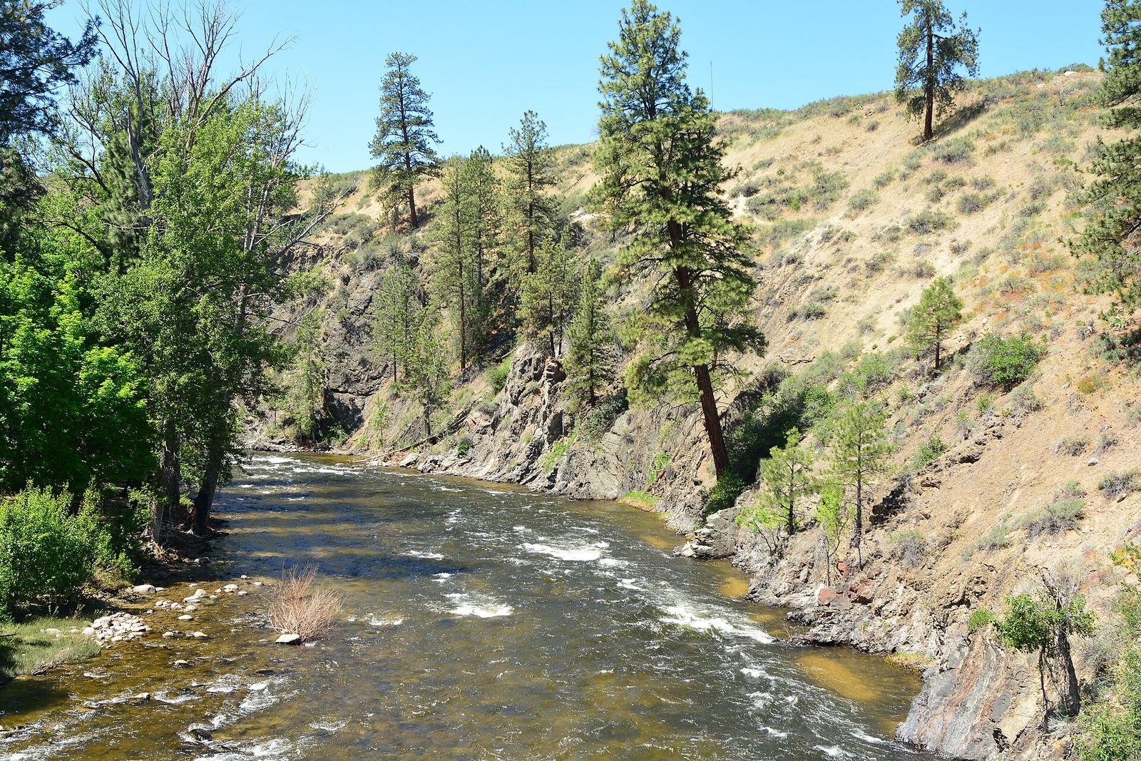 Clear river flowing over rocks between sunny, pine-dotted banks in Winthrop