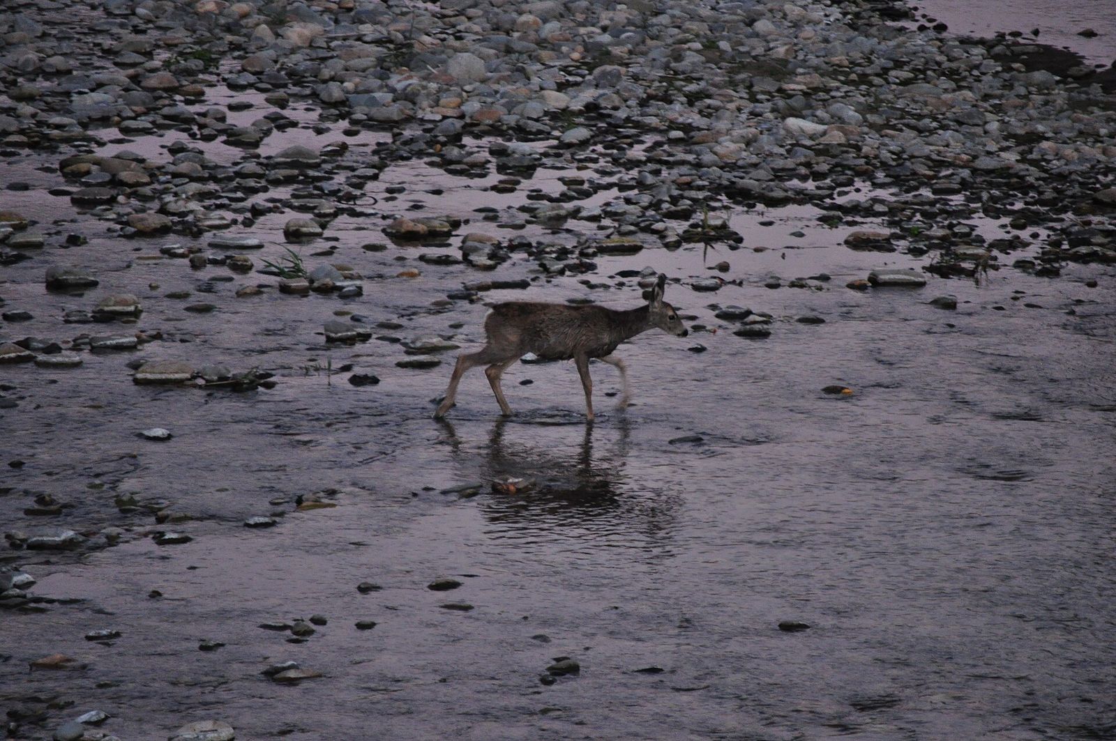 A young mule deer wading across a shallow, rocky stretch of the Methow River