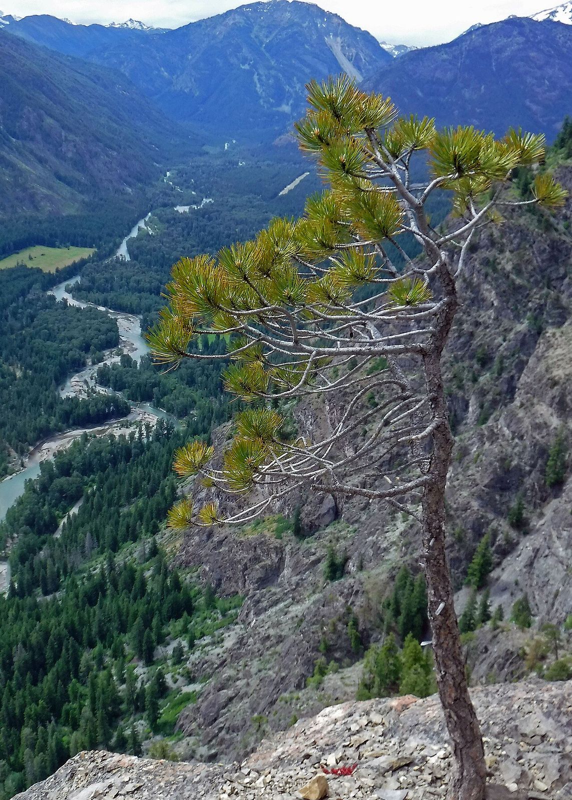 View from high on a rocky cliff looking down a forested mountain valley with a lone pine in the foreground