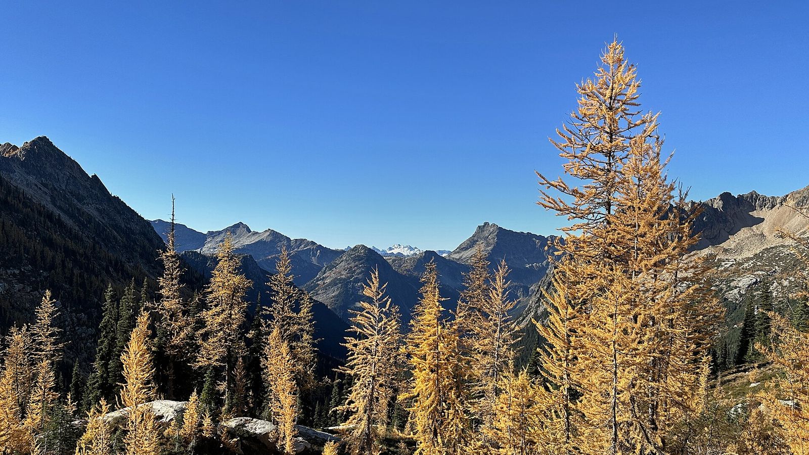 Golden larch trees in an alpine basin with rocky peaks under a clear blue sky