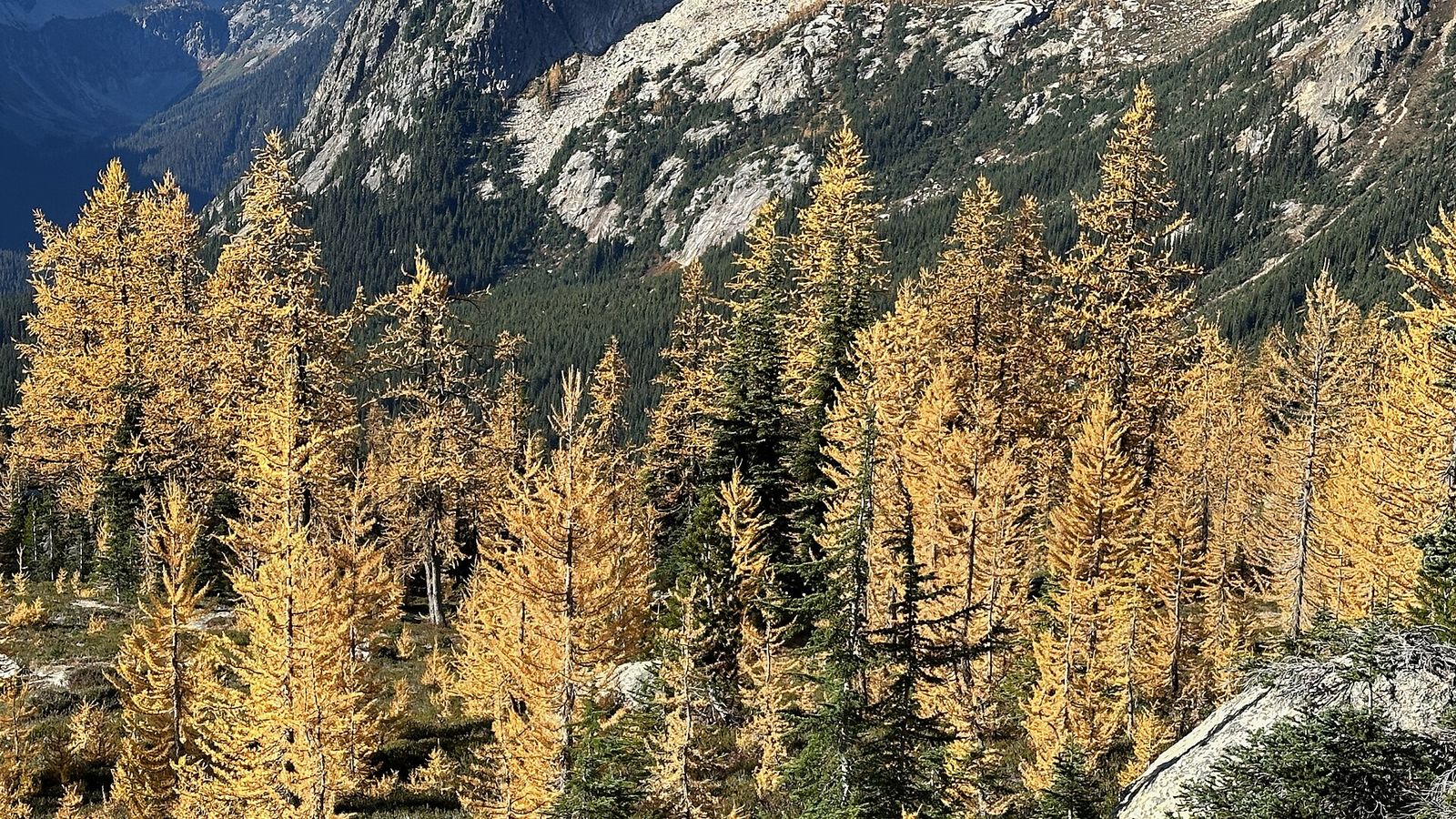 Golden subalpine larch trees on a mountainside below a granite ridge in autumn