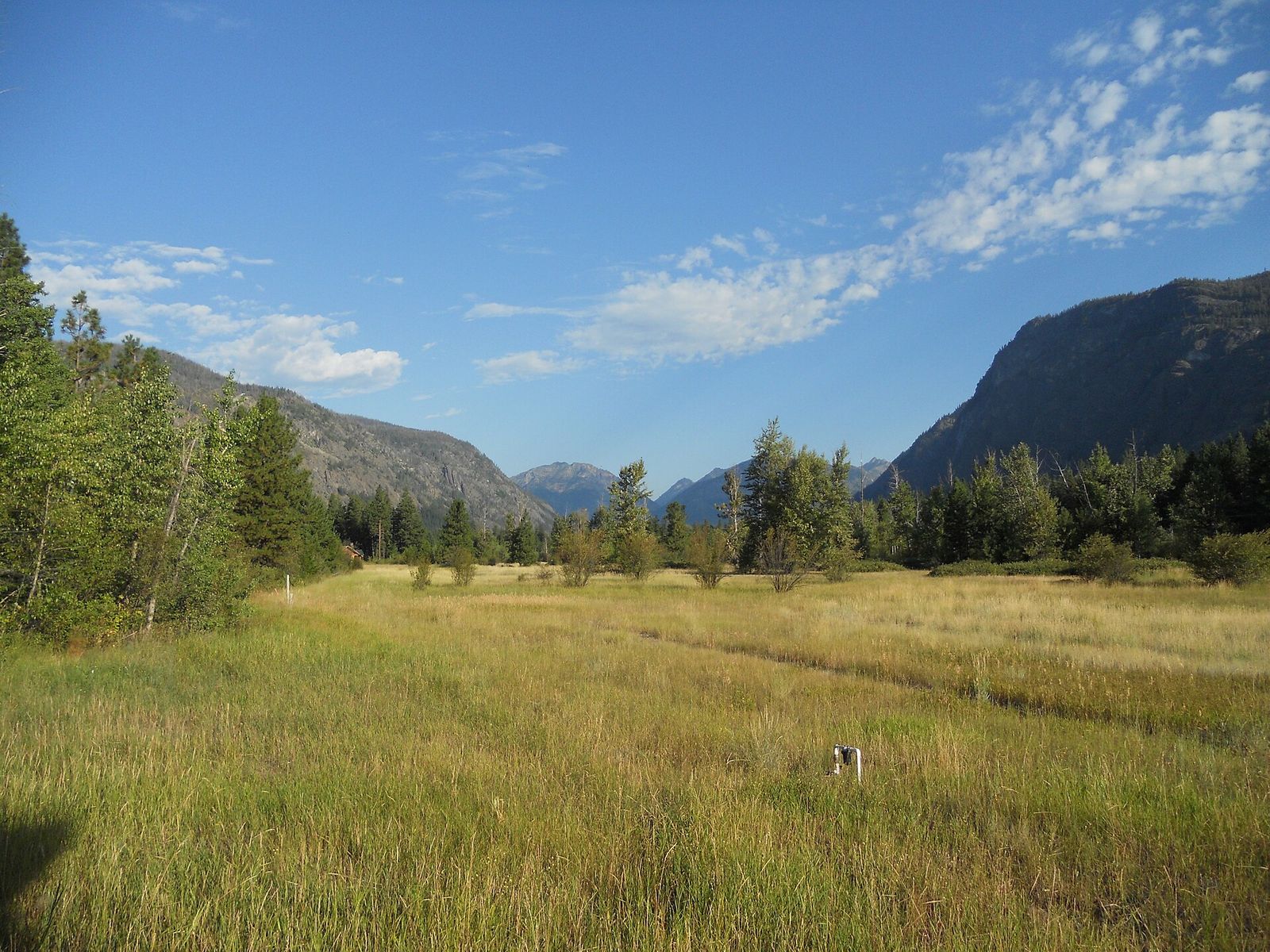 Golden tall-grass meadow with evergreen trees and a rocky mountain under a blue sky at Mazama
